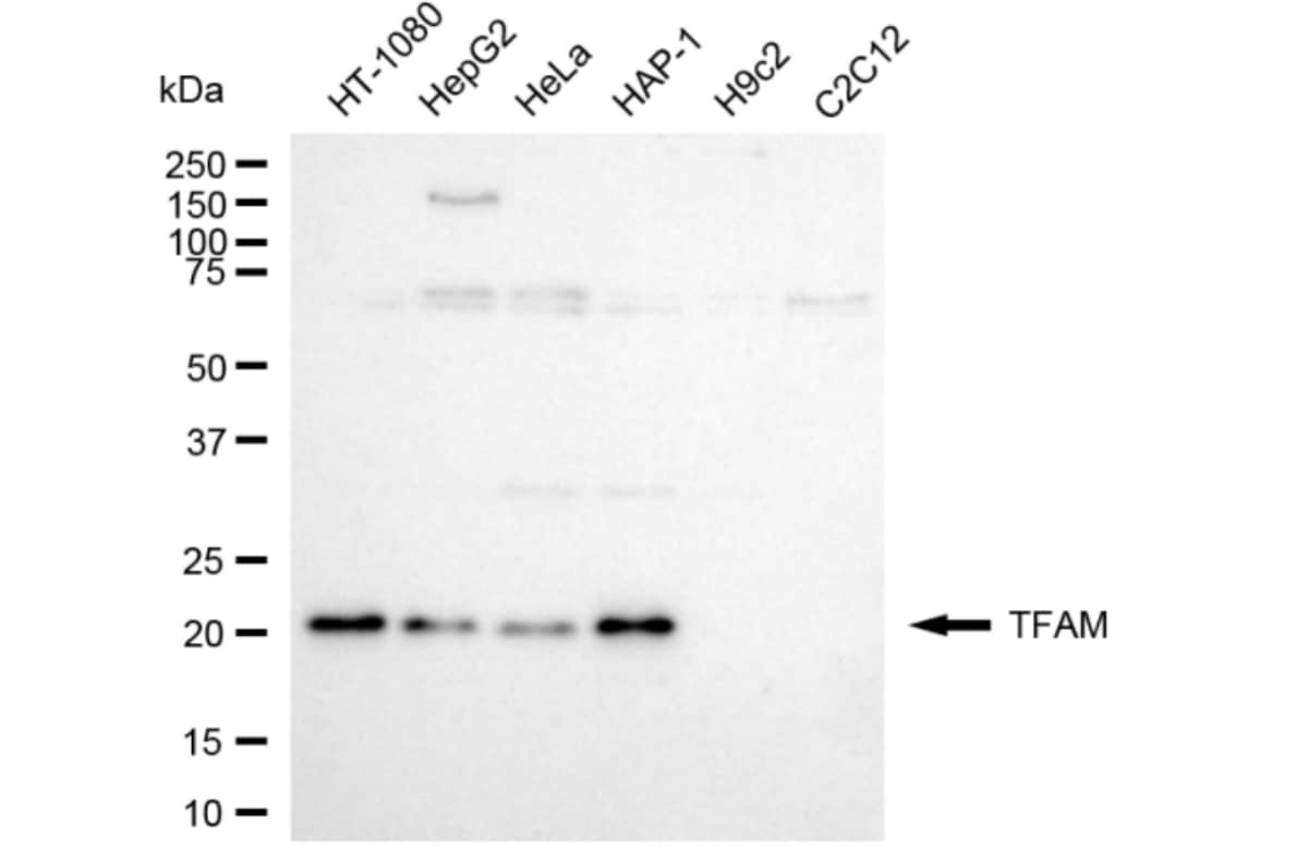mtTFA Antibody (24GB4085)