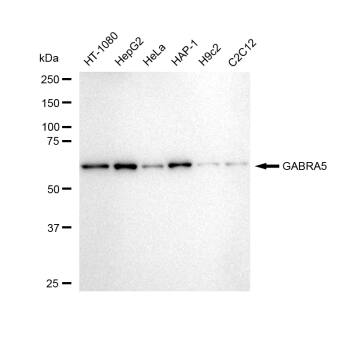 GABA-AR alpha 5 Antibody (23GB5505)