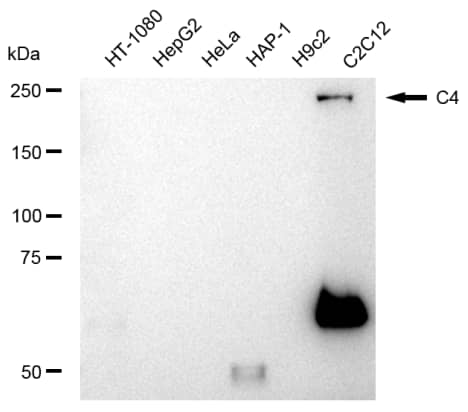Complement C4 Antibody (23GB4985)