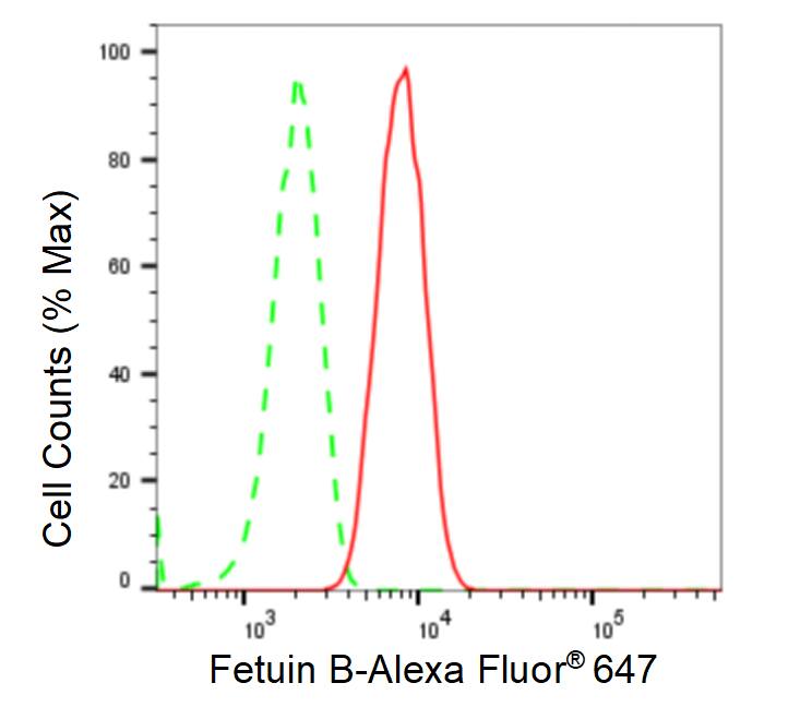 Fetuin B Antibody (23GB5725)