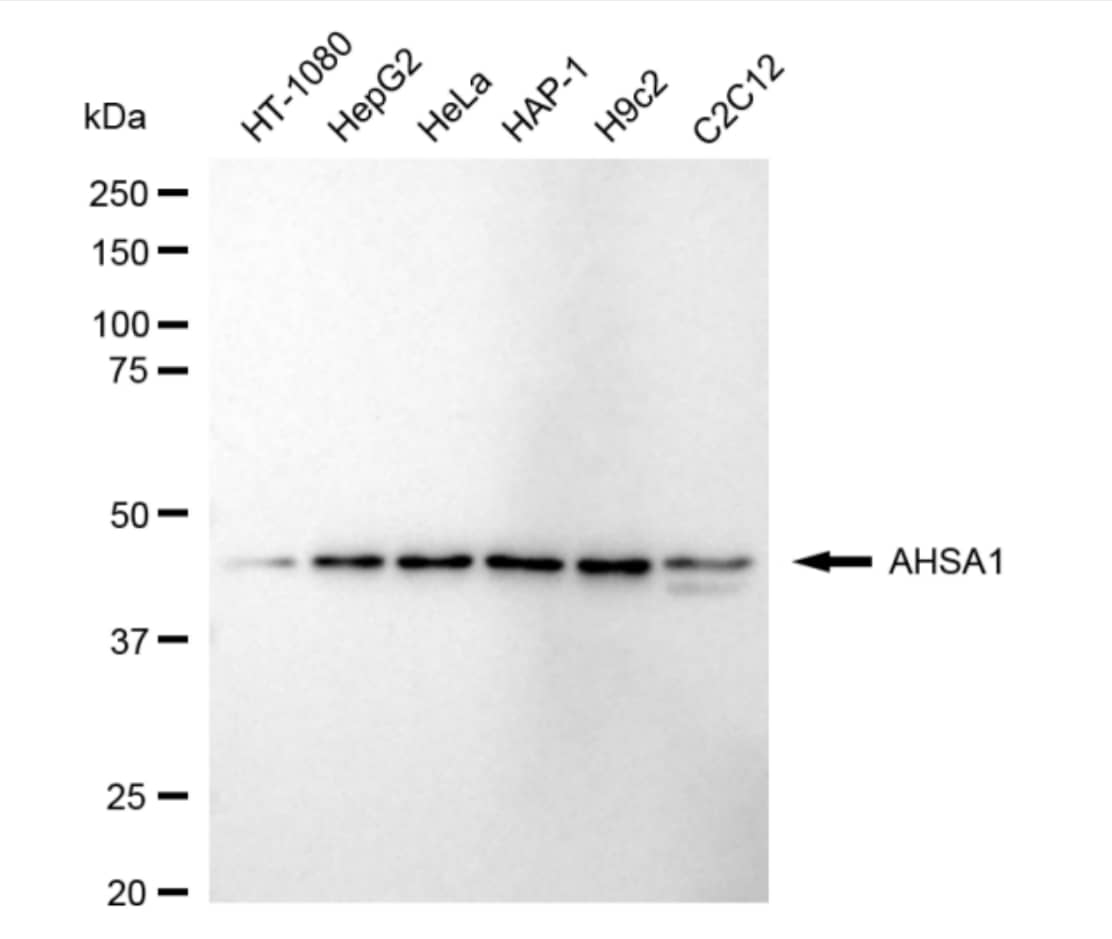 AHSA1 Antibody (24GB4705)