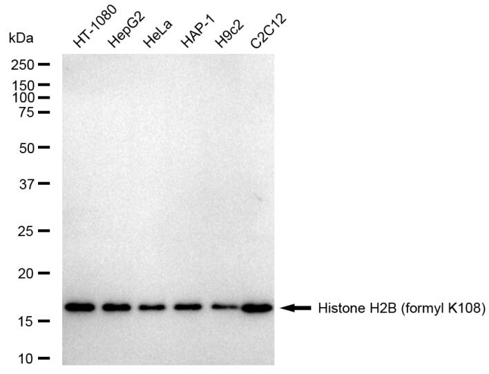 Histone H2B type 2E [Formyl Lys108] Antibody (23GB5940)