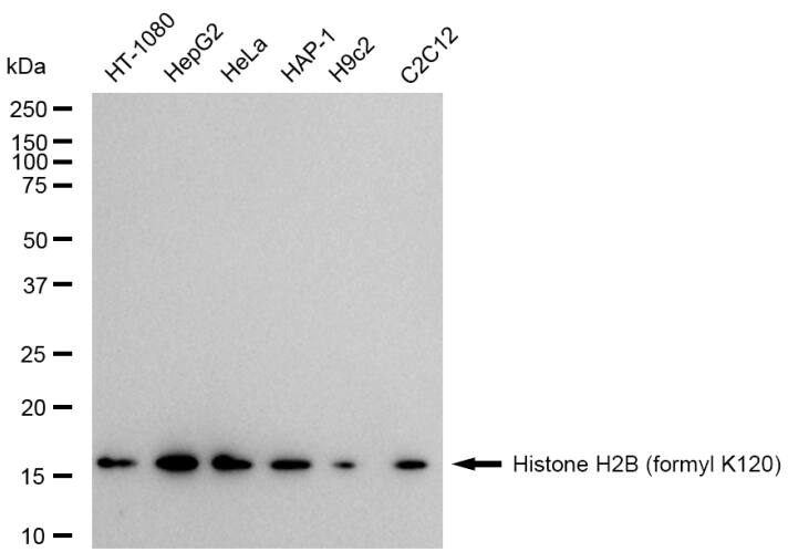 Histone H2B type 2E [Formyl Lys120] Antibody (23GB5945)