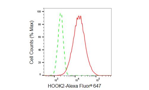 HOOK2 Antibody (23GB5965)