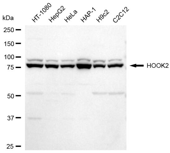 HOOK2 Antibody (23GB5965)