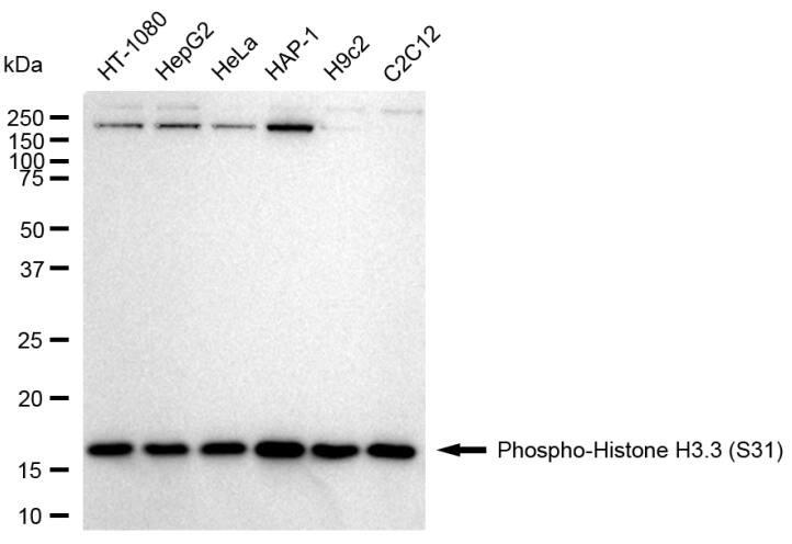 Histone H3.3 [p Ser31] Antibody (23GB6015)