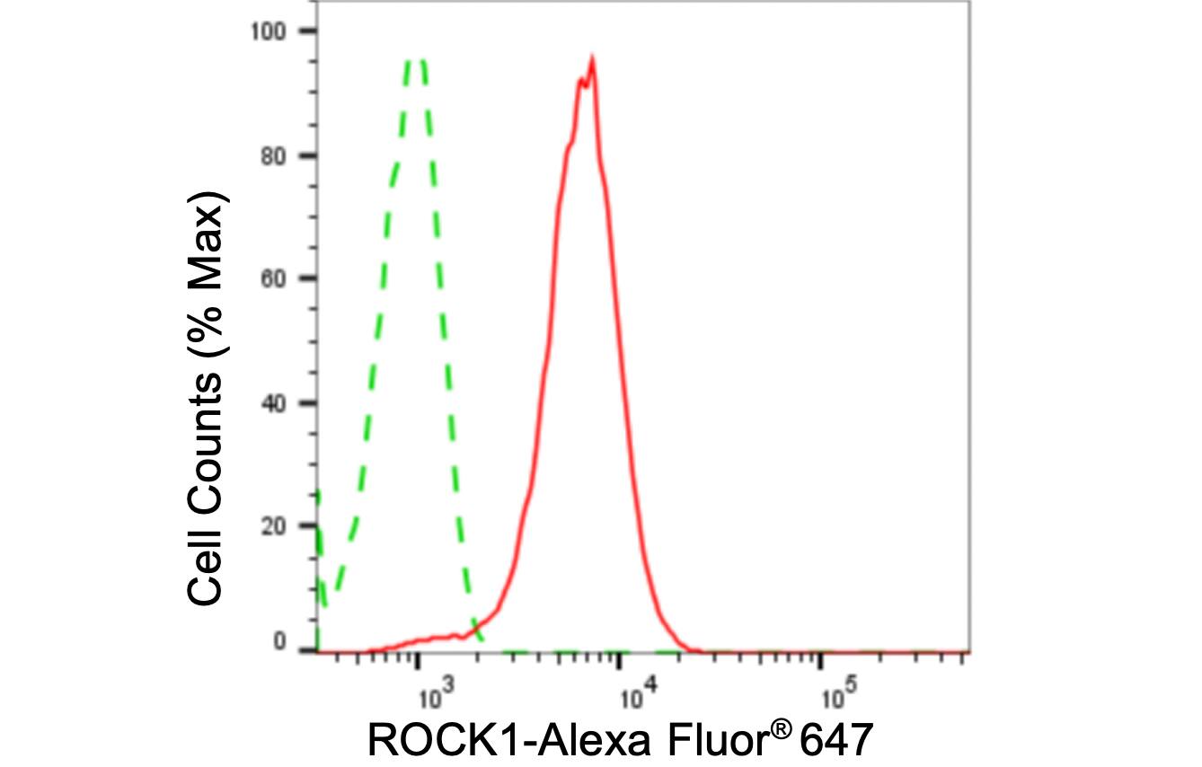 ROCK1 Antibody (24GB5310)