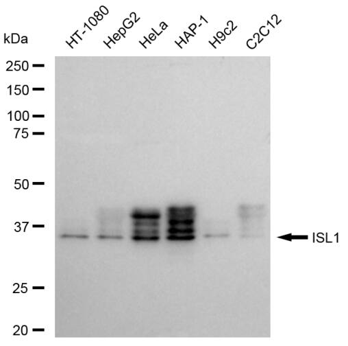 Islet-1 Antibody (23GB6115)