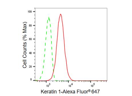 Cytokeratin 1 Antibody (23GB6135)