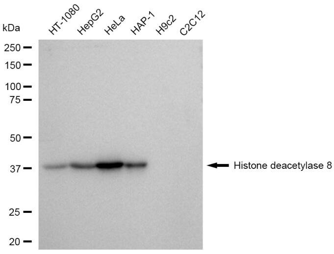 Histone Deacetylase 8/HDAC8 Antibody (23GB6180)