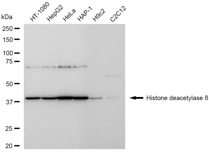 Histone Deacetylase 8/HDAC8 Antibody (23GB6185)