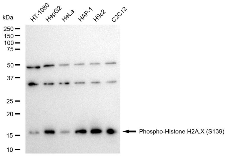 Histone H2AX [p Ser139] Antibody (23GB6200)