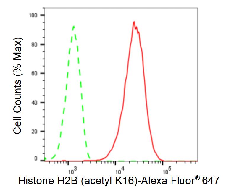 Histone H2B type 2E [ac Lys16] Antibody (23GB6340)