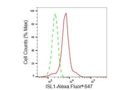 Islet-1 Antibody (23GB6450)