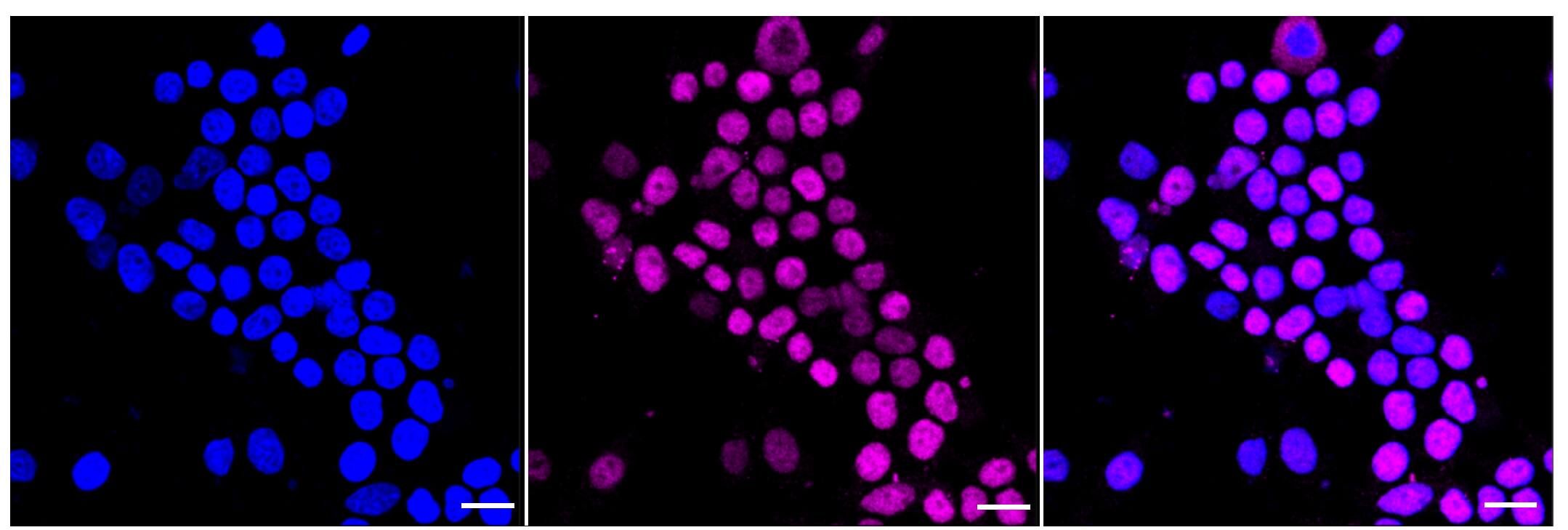 Islet-1 Antibody (23GB6450)