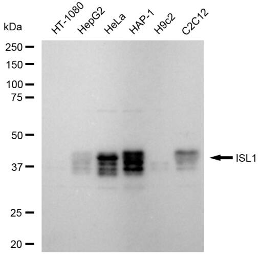 Islet-1 Antibody (23GB6450)