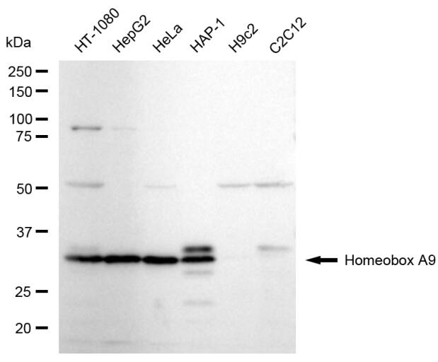 HOXA9 Antibody (23GB6645)