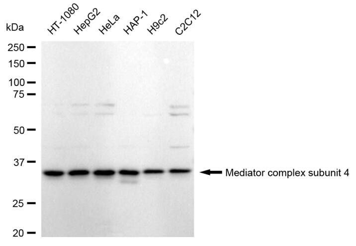 MED4 Antibody (24GB40)
