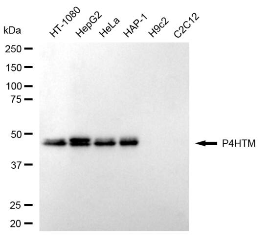 PHD4/HIF Prolyl Hydroxylase 4 Antibody (24GB100)