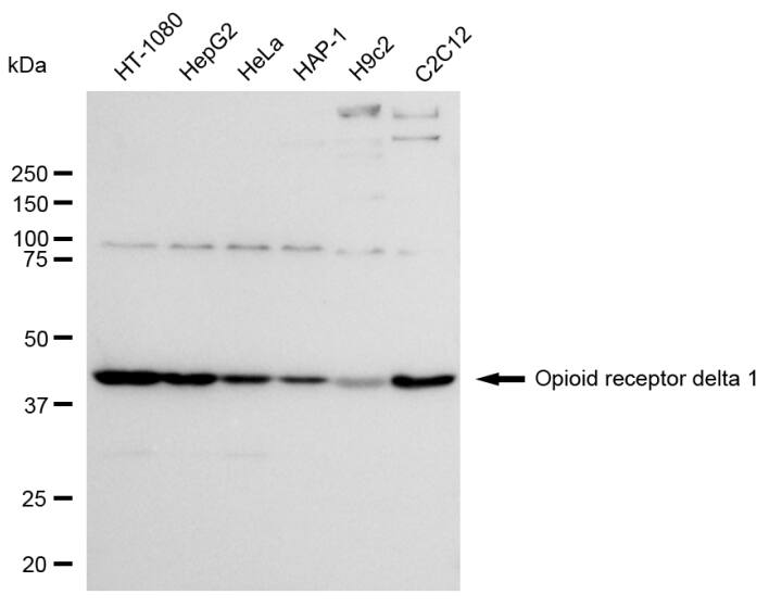 delta Opioid R/OPRD1 Antibody (24GB280)