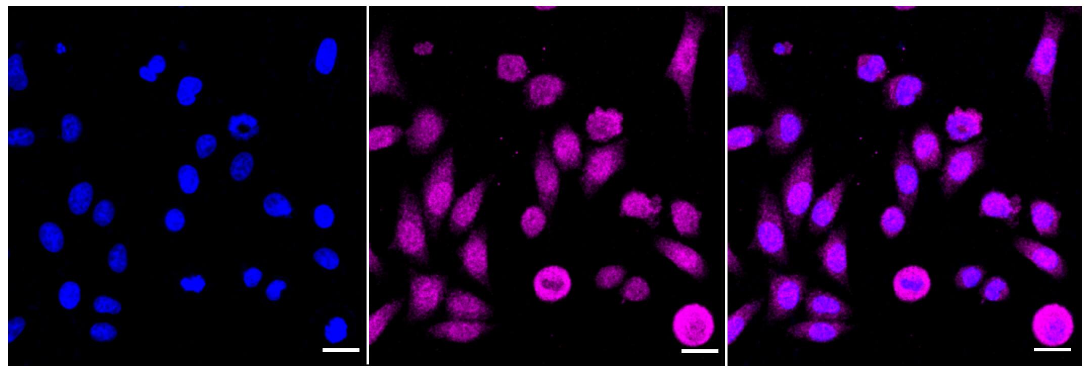 MEK1/2 Antibody (24GB310)