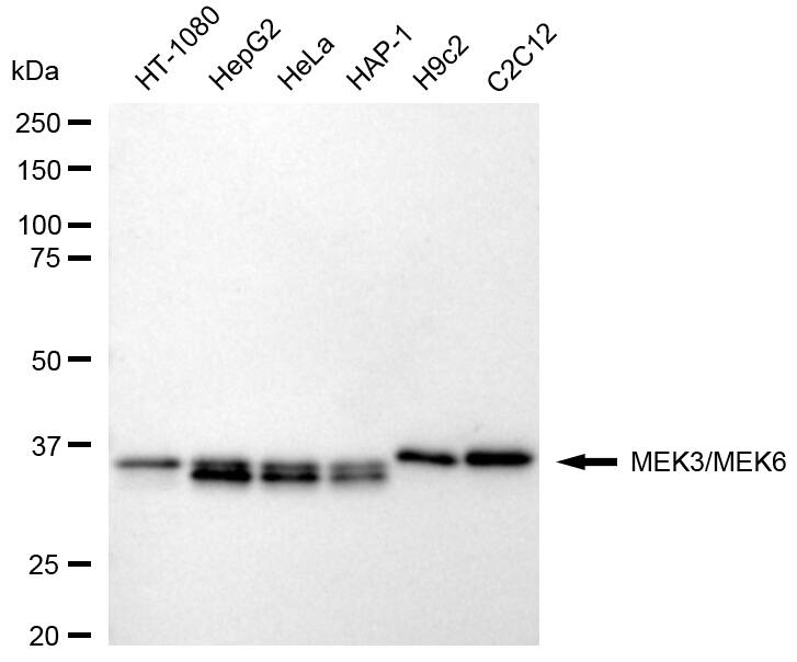 MEK1/2 Antibody (24GB310)