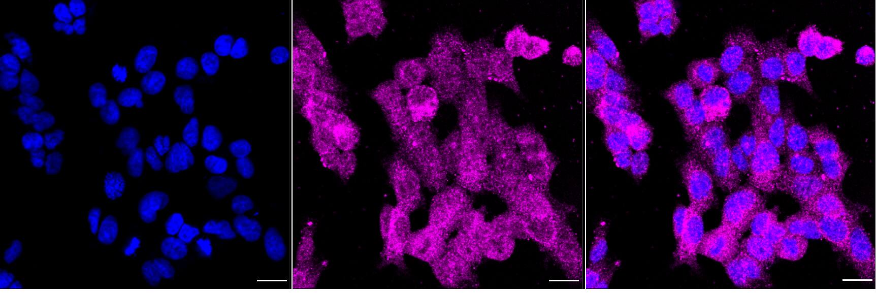NFATC2/NFAT1 Antibody (24GB360)