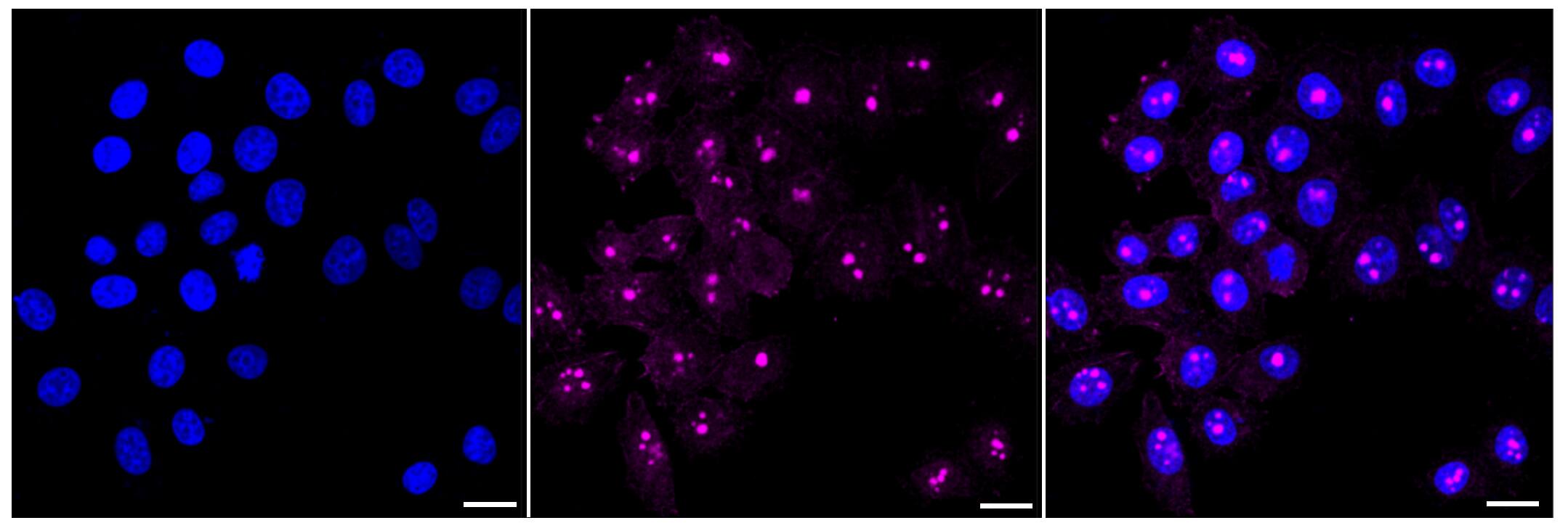 Thrombopoietin R/Tpo R Antibody (24GB470)