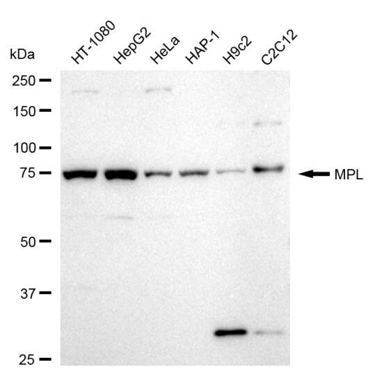 Thrombopoietin R/Tpo R Antibody (24GB470)