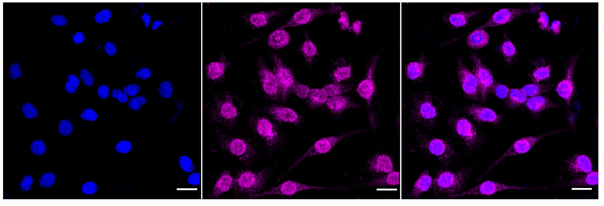 MAG/Siglec-4a Antibody (24GB525)