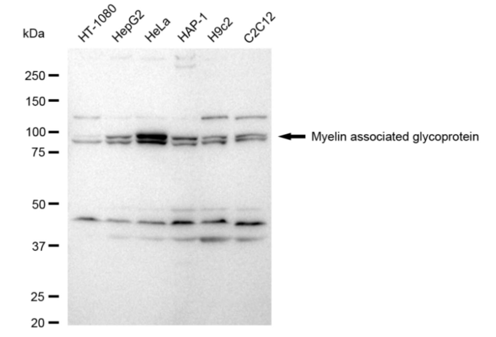 MAG/Siglec-4a Antibody (24GB525)