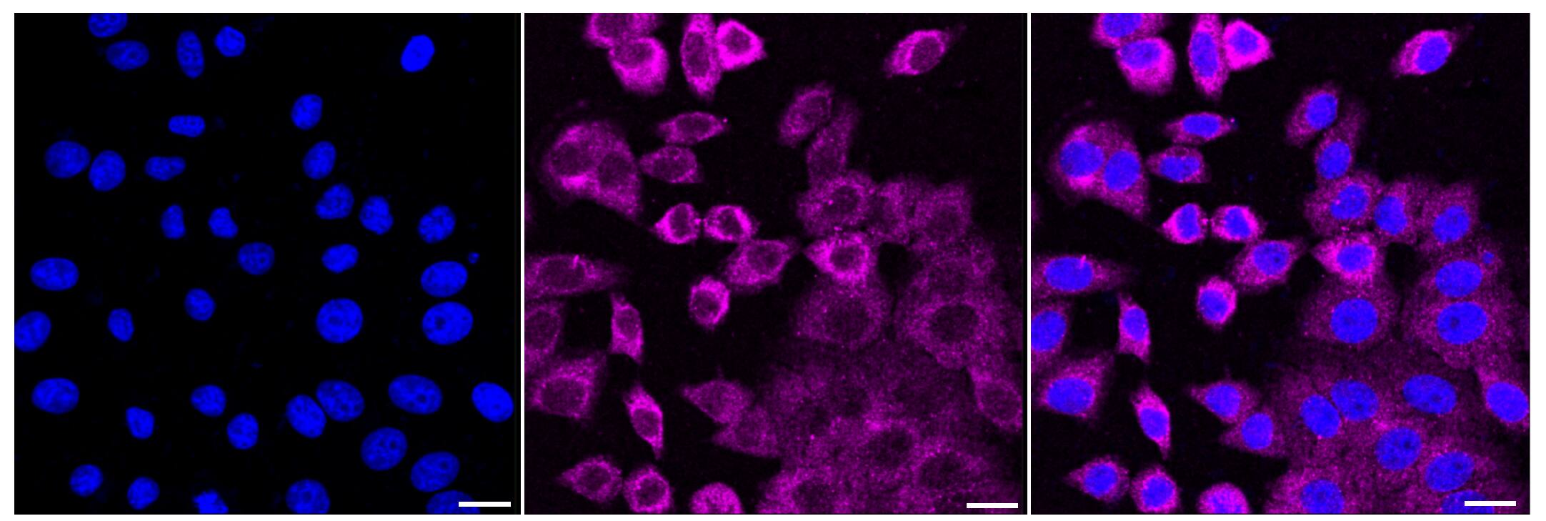 OXTR Antibody (24GB560)