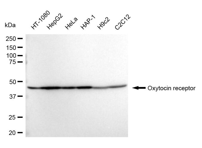 OXTR Antibody (24GB560)