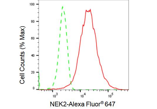 NEK2 Antibody (23GB2085)