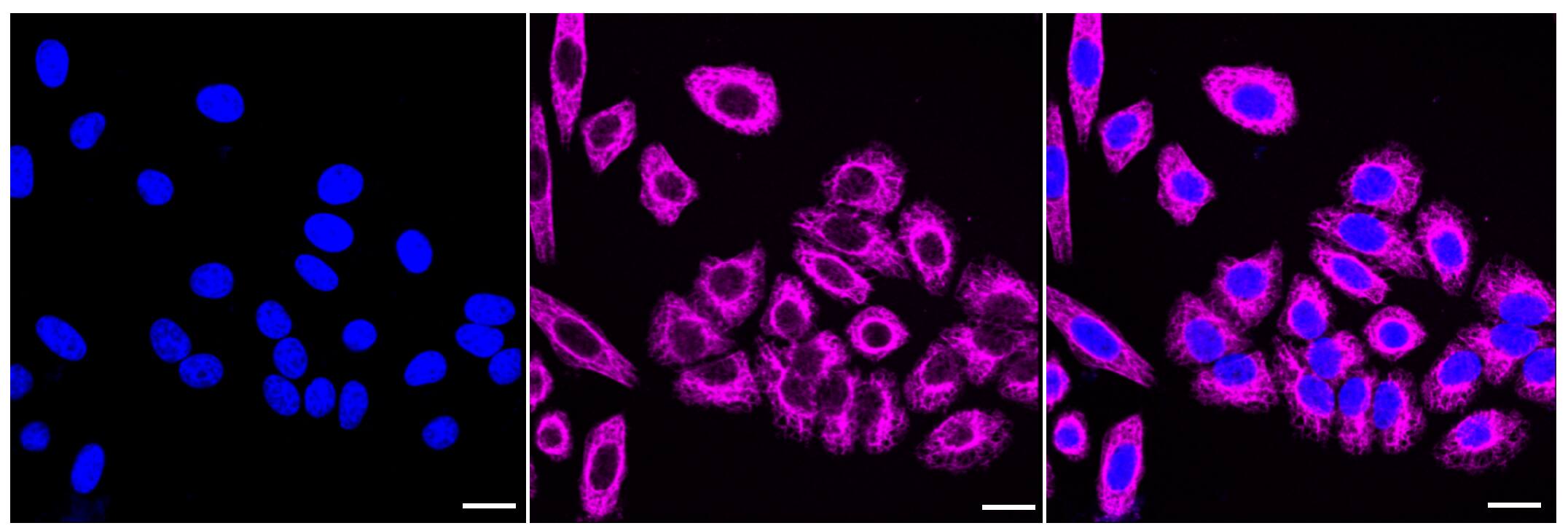 NEK2 Antibody (23GB2085)