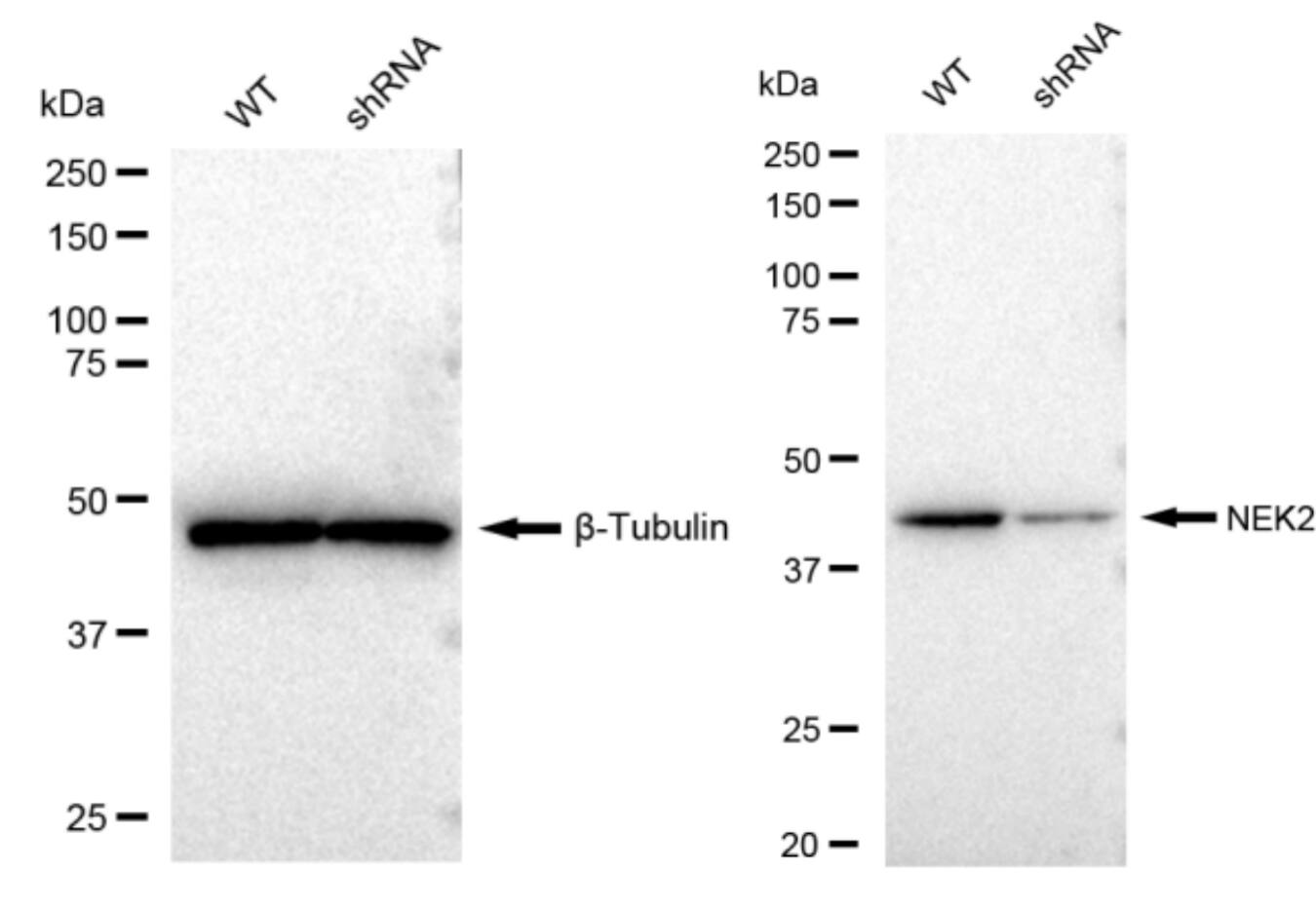 NEK2 Antibody (23GB2085)