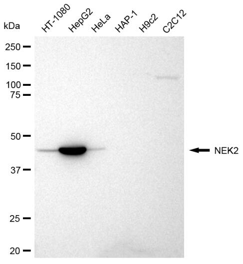 NEK2 Antibody (23GB2085)