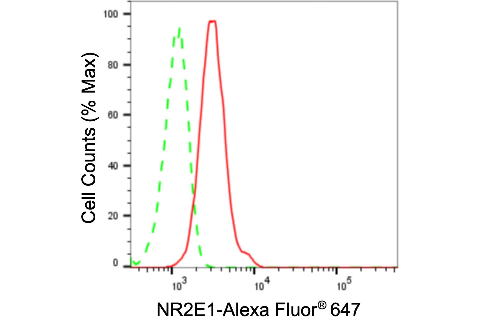 TLX/NR2E1 Antibody (24GB605)