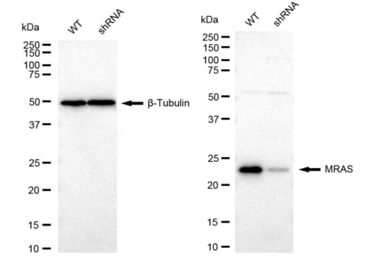 M-Ras/R-Ras3 Antibody (23GB2150)