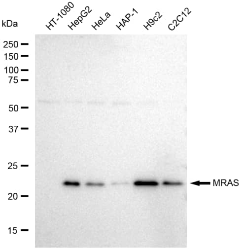 M-Ras/R-Ras3 Antibody (23GB2150)