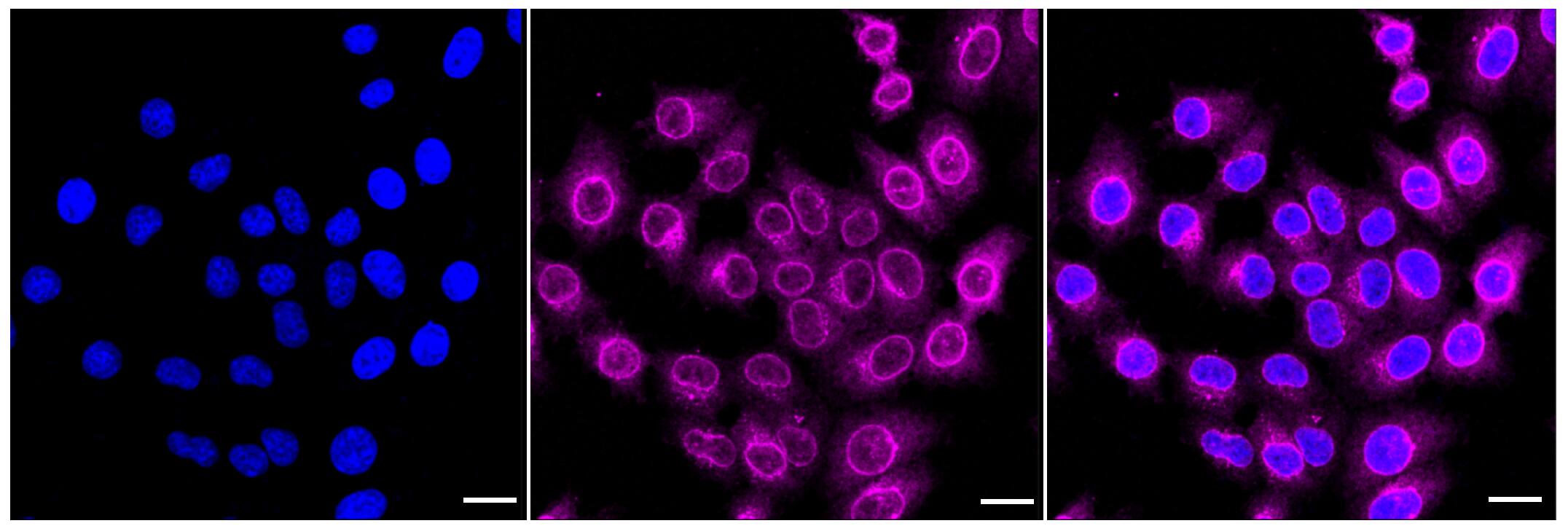 NUP62 Antibody (24GB700)