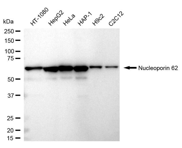 NUP62 Antibody (24GB700)