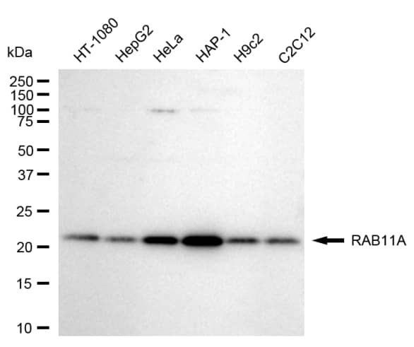 Rab11A Antibody (24GB820)