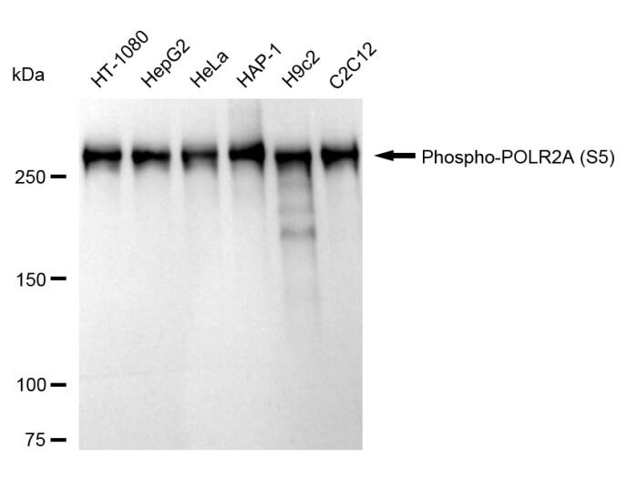 RNA Polymerase II/POLR2A [p Ser5] Antibody (24GB1180)