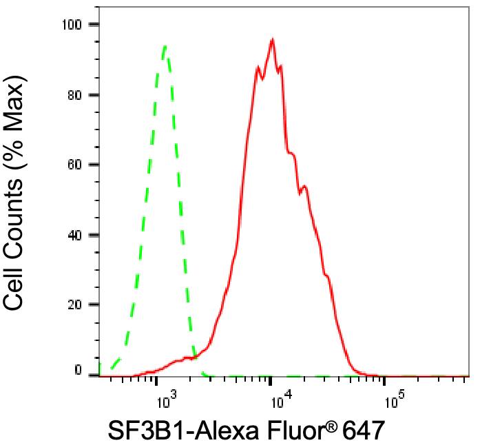 SAP155 Antibody (24GB1225)