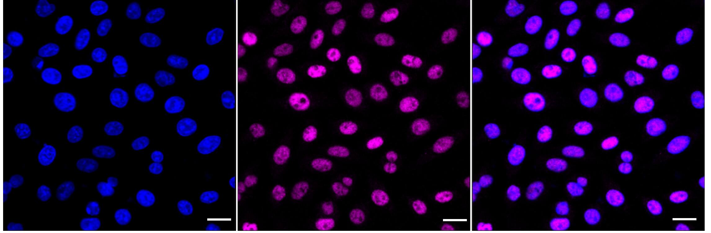 SAP155 Antibody (24GB1225)