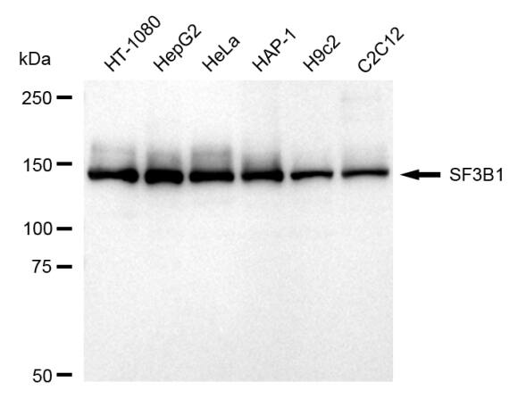 SAP155 Antibody (24GB1225)