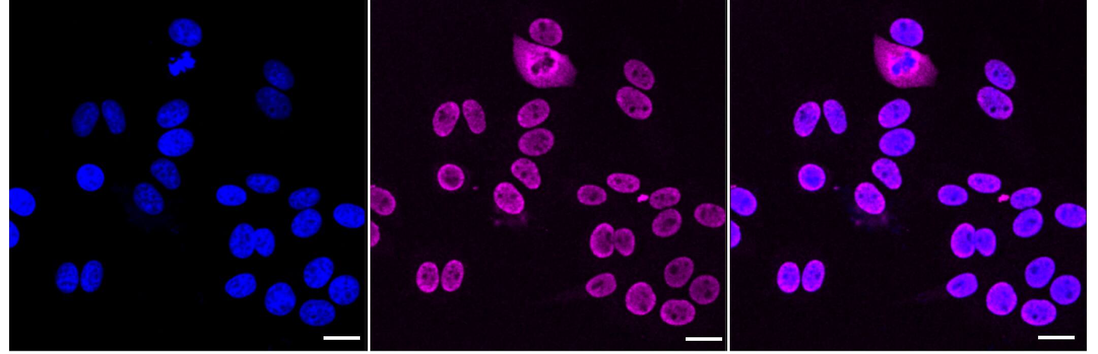 HNRPGT Antibody (24GB1355)