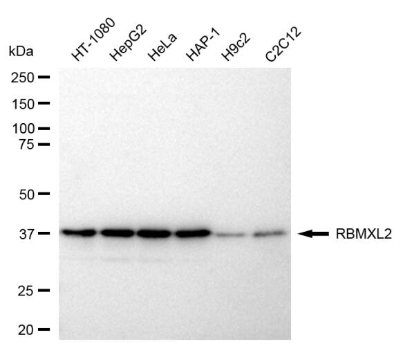 HNRPGT Antibody (24GB1355)