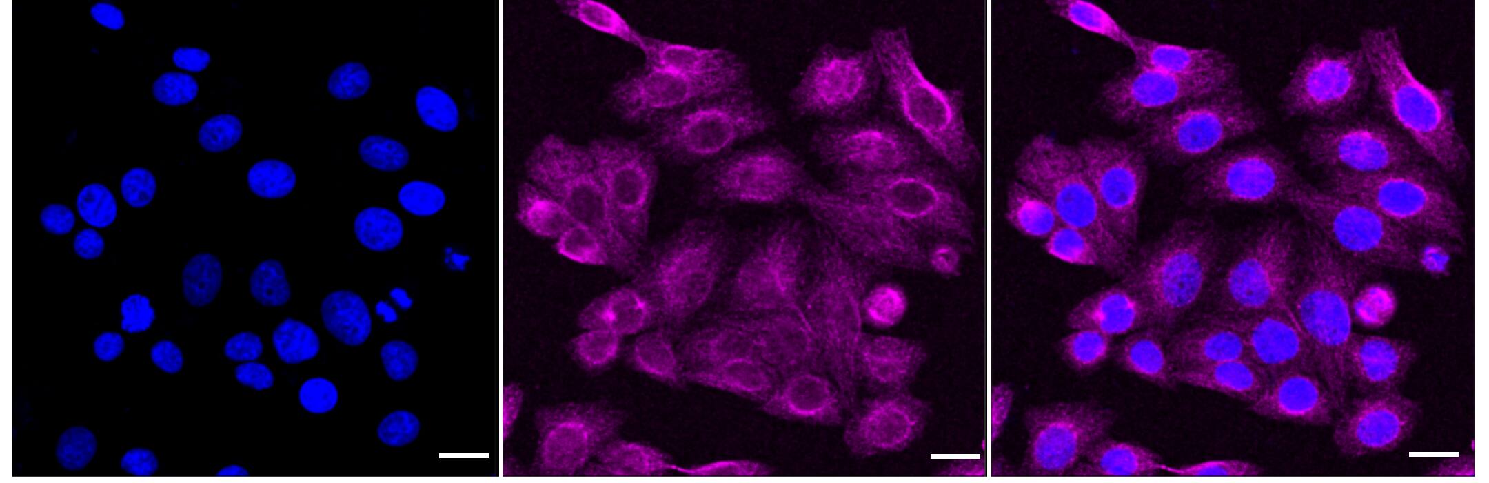 NgR3/NgRH2/RTN4RL1 Antibody (24GB1370)